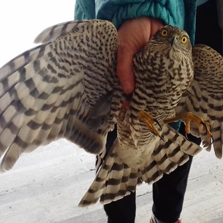 Valleggia: soccorso uno sparviere finito contro una vetrata