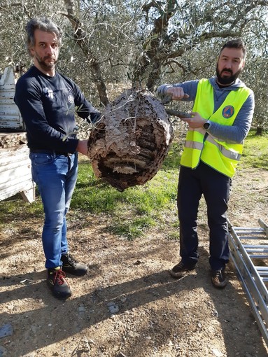 Lotta alla vespa velutina in Val Lerone e Val Merula: un seminario a Garlenda
