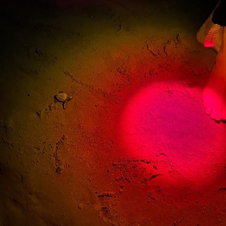 Laigueglia, sono già 80 le tartarughe Caretta caretta nate ai Bagni Aurora