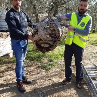Lotta alla vespa velutina in Val Lerone e Val Merula: un seminario a Garlenda