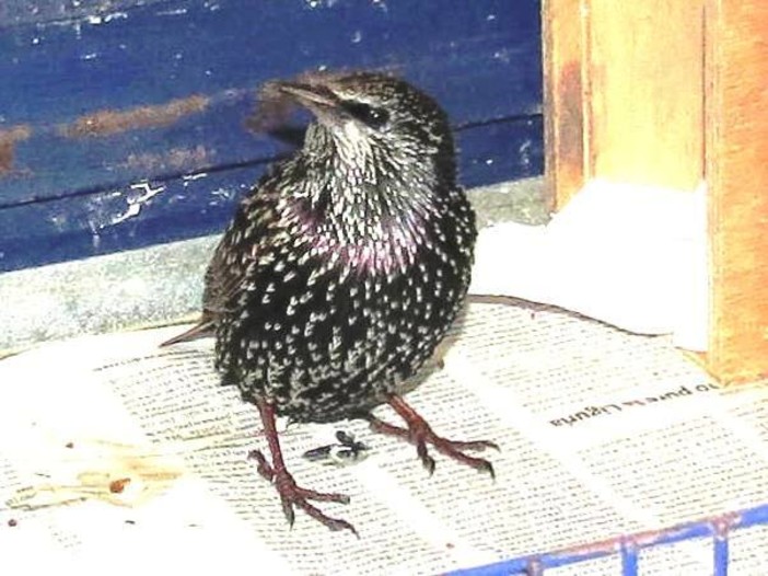 "La Regione Liguria apre la caccia agli storni e molti animali feriti vanno a morire in città": la denuncia dell'Enpa