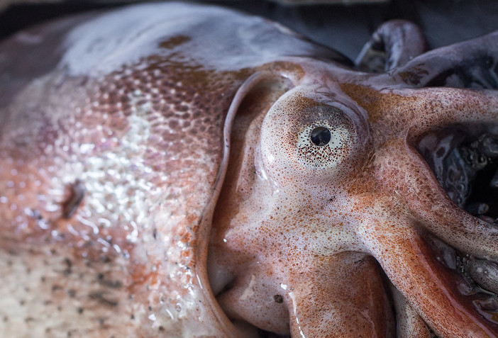 Operazione per la sicurezza alimentare della guardia costiera: sequestrati 800 kg di pesce