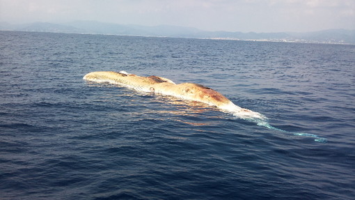 Savona: la carcassa di una balenottera recuperata dalla Capitaneria