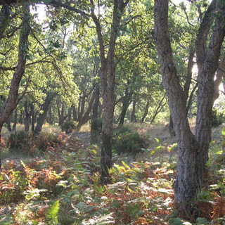 Bergeggi: escursione naturalistica nella sughereta