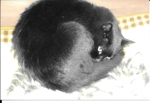 Per amore ha deciso di lasciarsi morire di fame, disperato appello per trovare una compagna a Teo