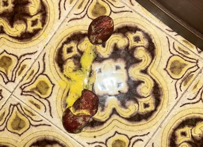 Spugne avvelenate lanciate in un giardino a Valleggia: cane vivo per miracolo