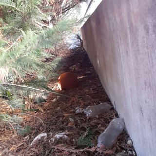 Taglio del verde pubblico a Borghetto, parla l'amministrazione: "Vogliamo dare un volto migliore alla città"