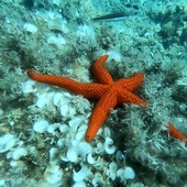Snorkeling alla scoperta dei fondali: tornano le escursioni del Ceas Riviera del Beigua Snorkeling alla scoperta dei fondali: tornano le escursioni del Ceas Riviera del Beigua