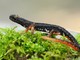 Monitoraggio della fauna anfibia: la Provincia di Savona rafforza le azioni per la tutela della biodiversità.