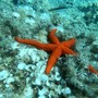 Snorkeling  alla scoperta dei fondali: tornano le escursioni del Ceas Riviera del Beigua
