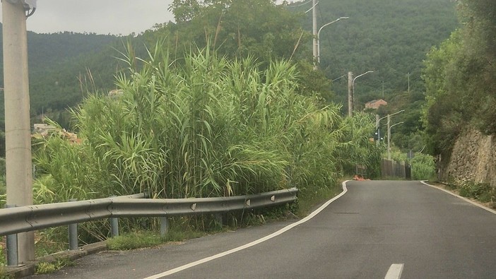Verde privato non curato, raffica di sanzioni a Loano Verde privato non curato, raffica di sanzioni a Loano