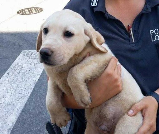 Cani sequestrati a Savona, il Canile: "Per ora non sono adottabili. Sono arrivati in condizioni precarie e potenzialmente pericolose"