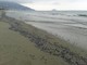 Albenga: spiagge invase dalle meduse