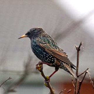 Caccia: "in Liguria 120.000 storni impallinati dalla Regione"