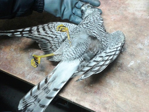 Giovane sparviere muore  a Loano nonostante il pronto intervento dell'Enpa