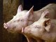 Peste suina in Germania: stop all'arrivo di animali dal Paese