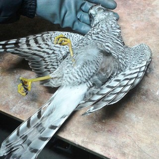 Giovane sparviere muore  a Loano nonostante il pronto intervento dell'Enpa