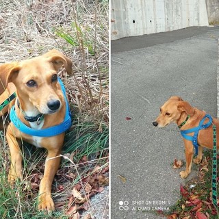 In zona Garlenda si cerca Frida, cagnolina meticcia scappata ieri