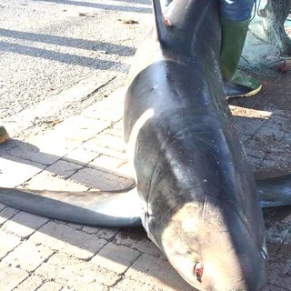 Due pescatori di bianchetti sanzionati ad Andora dalla Guardia Costiera: il plauso dell'Enpa