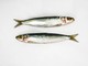 Sardine in piazza, a Savona il flash mob sarà colorato e a misura di bambino Sardine in piazza, a Savona il flash mob sarà colorato e a misura di bambino