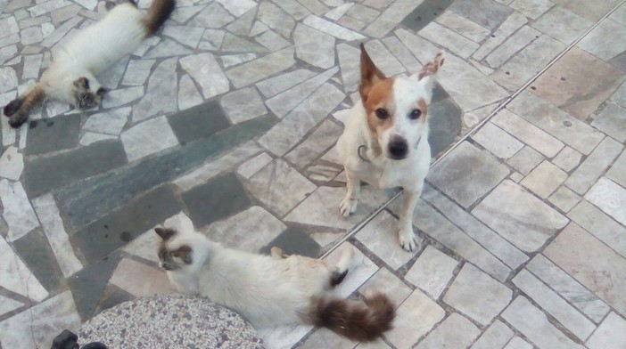 Appello per trovare una casa a Skipper