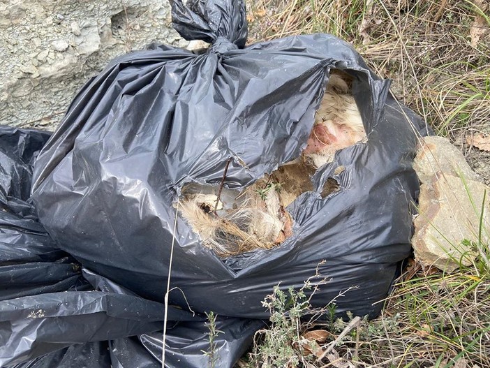 Cairo, la denuncia dell'Accademia Kronos: "Trovato sacchi pieni di carcasse animali" (FOTO) Cairo, la denuncia dell'Accademia Kronos: "Trovato sacchi pieni di carcasse animali" (FOTO)