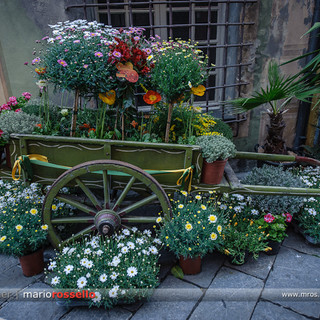 Fiori d'Albenga 2012: le foto