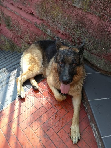 Albenga: è tornato a casa Sven, il pastore tedesco che non si rassegna alla scomparsa del suo padrone Albenga: è tornato a casa Sven, il pastore tedesco che non si rassegna alla scomparsa del suo padrone