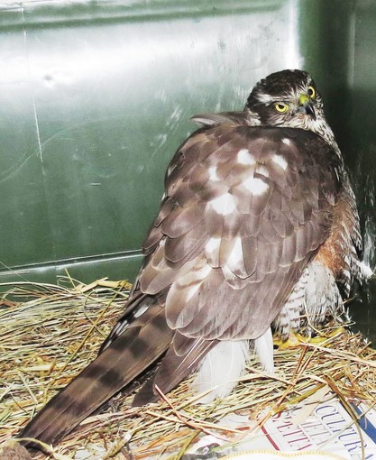 Rapace raggiunto da proiettili cade nel campo sportivo di Quiliano: soccorso dall'Enpa