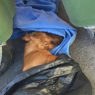 Cadavere di un cane tra i cassonetti dell'immondizia: è giallo a Borghetto
