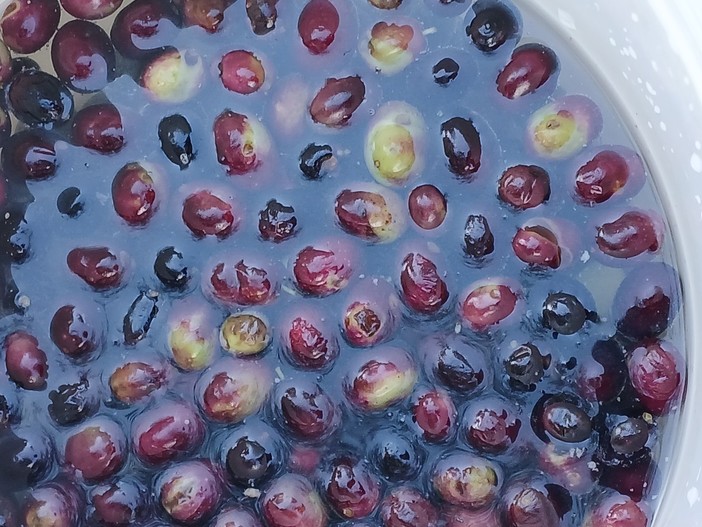 Laigueglia, studenti a lezione di olivicoltura al Parco dell’Orso Laigueglia, studenti a lezione di olivicoltura al Parco dell’Orso