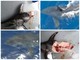 Pescatori avvistano uno squalo bianco al largo di Imperia: l'esemplare era lungo 5 metri per mezza tonnellata
