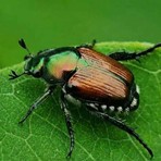 Lo scarabeo giapponese minaccia basilico e vigneti: il primo caso individuato ad Albisola