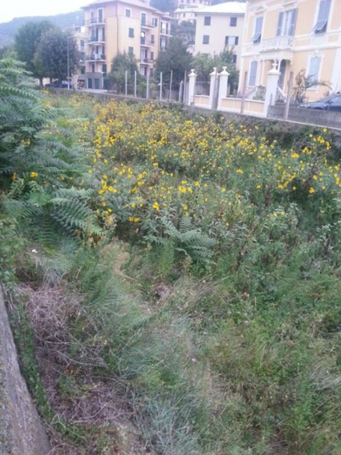 Albisola Superiore, campo di fiori nel greto del fiume Sansobbia: è tempo di correre ai ripari Albisola Superiore, campo di fiori nel greto del fiume Sansobbia: è tempo di correre ai ripari