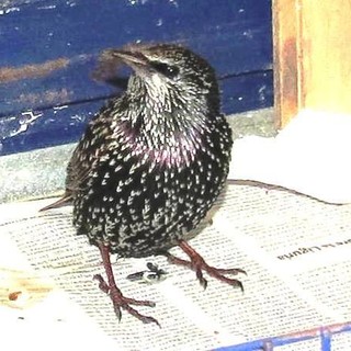 "La Regione Liguria apre la caccia agli storni e molti animali feriti vanno a morire in città": la denuncia dell'Enpa