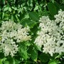 Fiore di sambuco