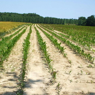 Approvato il decreto siccità, Coldiretti: "Un aiuto per 300 mila aziende agricole"