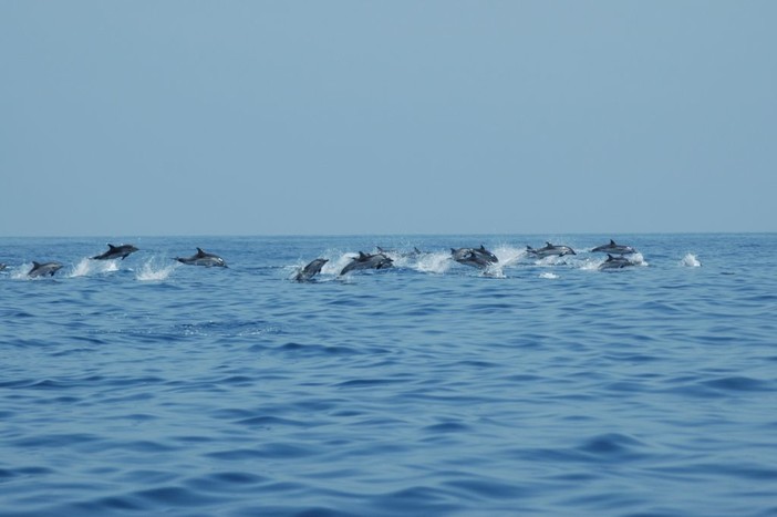 Andora aderisce alla Carta di Partnership del Santuario dei Cetacei Andora aderisce alla Carta di Partnership del Santuario dei Cetacei