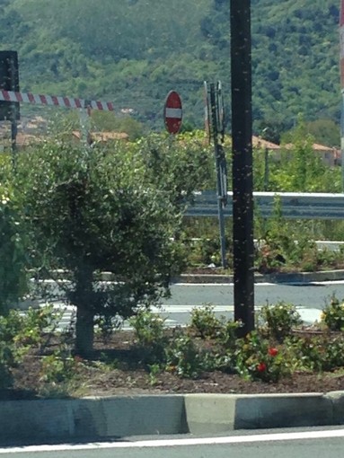 Sciame di api al parcheggio del casello di Albenga, interviene un apicoltore