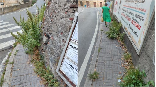 Savona, erbacce sui marciapiedi, Scaramuzza: "Mamme con passeggino e disabili su sedia a rotelle non riescono a passare" Savona, erbacce sui marciapiedi, Scaramuzza: "Mamme con passeggino e disabili su sedia a rotelle non riescono a passare"