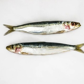 Sardine in piazza, a Savona il flash mob sarà colorato e a misura di bambino Sardine in piazza, a Savona il flash mob sarà colorato e a misura di bambino