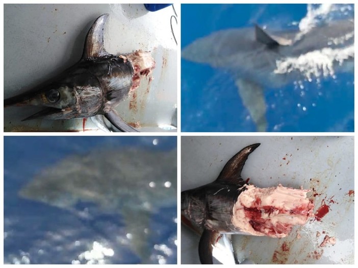 Pescatori avvistano uno squalo bianco al largo di Imperia: l'esemplare era lungo 5 metri per mezza tonnellata Pescatori avvistano uno squalo bianco al largo di Imperia: l'esemplare era lungo 5 metri per mezza tonnellata
