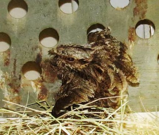 L'ENPA in difesa della biodiversità: esemplari rari ad Albenga e Mioglia L'ENPA in difesa della biodiversità: esemplari rari ad Albenga e Mioglia