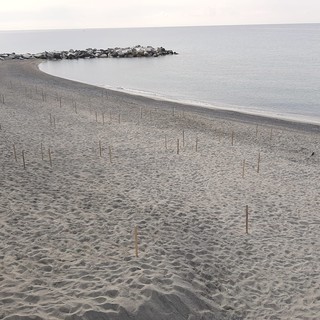 Celle e la spiaggia libera dei Piani in versione francese: posizionati i paletti e le corde (FOTO E VIDEO)