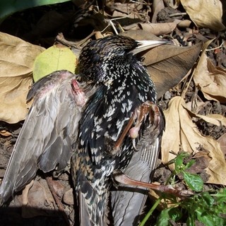 Caccia: il Tar sospende la caccia allo storno in Liguria