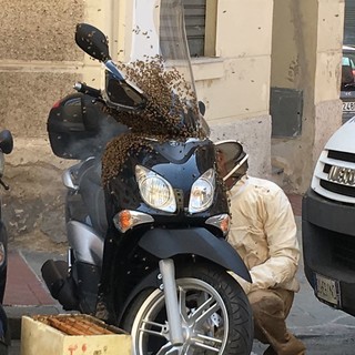 Savona, le api invadono uno scooter in via Milano: intervento di un esperto (VIDEO)