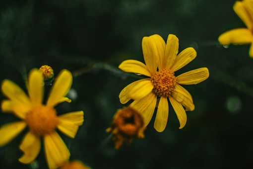 Invasione Senecio sudafricano ad Albenga: è una minaccia per la biodiversità della Gallinara e del Centa Invasione Senecio sudafricano ad Albenga: è una minaccia per la biodiversità della Gallinara e del Centa