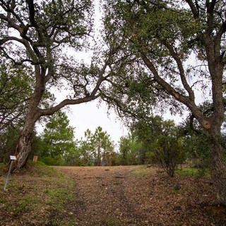 Sughereta di Celle, il Comune acquista l'area dai privati. Consigliere Abate: "Mi auguro che sia oggetto di un progetto di riqualificazione e valorizzazione" Sughereta di Celle, il Comune acquista l'area dai privati. Consigliere Abate: "Mi auguro che sia oggetto di un progetto di riqualificazione e valorizzazione"