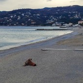 Spotorno, il confronto sulle spiagge entra nel vivo: prima l'incontro col Tavolo del Turismo, il 28 gennaio l'assemblea pubblica