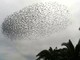 La danza degli storni nei cieli savonesi: guarda il video